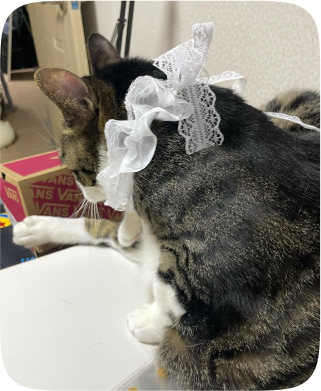 cat 1