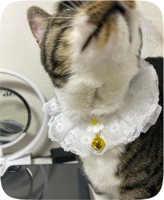 cat 1